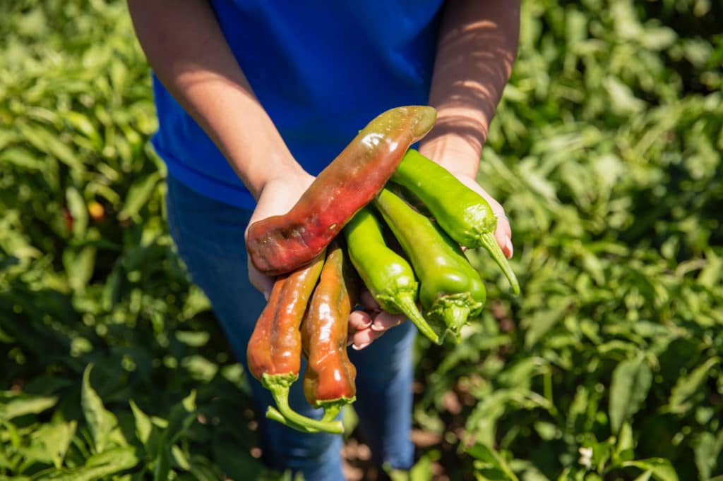 History of Red & Green Chile