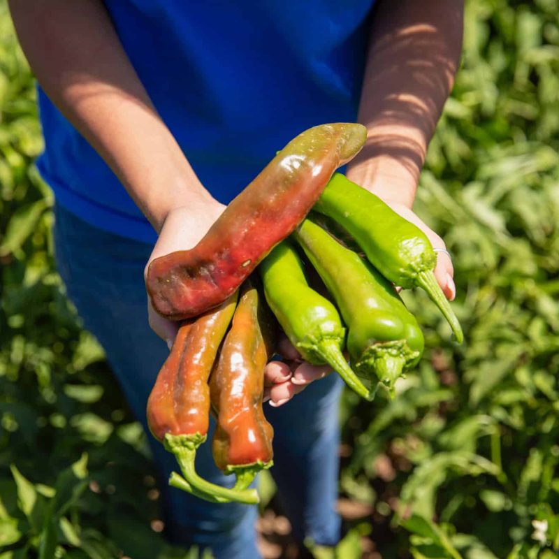 History of Red & Green Chile